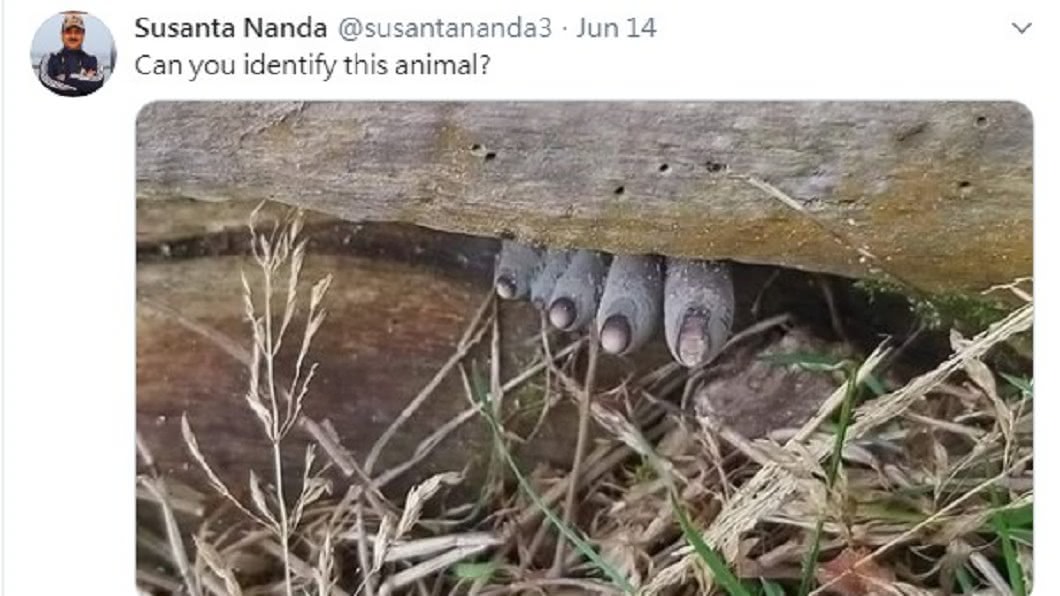 （圖／翻攝自Susanta Nanda推特）