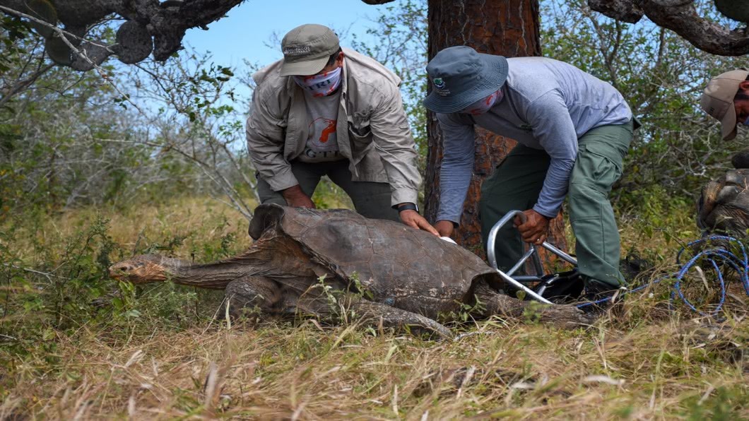 圖／翻攝自 Parque Nacional Galápagos 臉書專頁