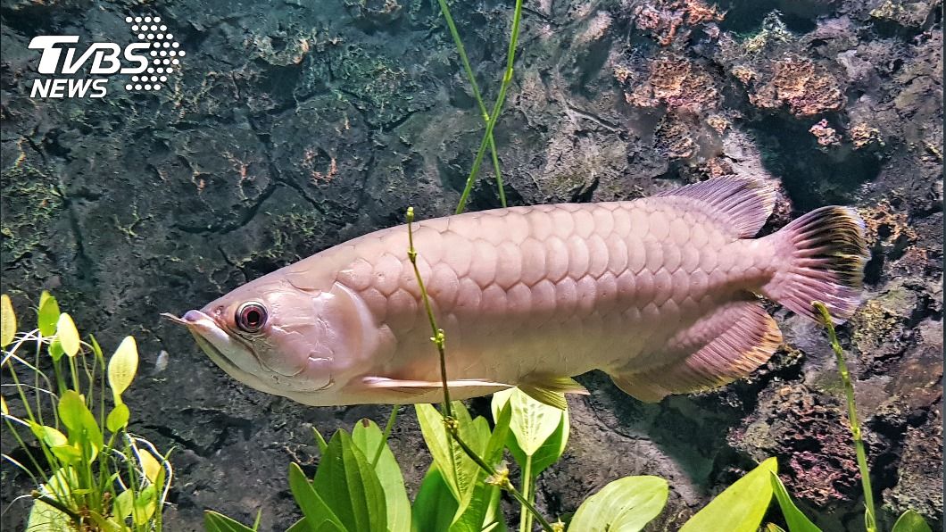 1餐3萬元!超貴金龍魚離奇失蹤 他見兒「煎好端上桌」