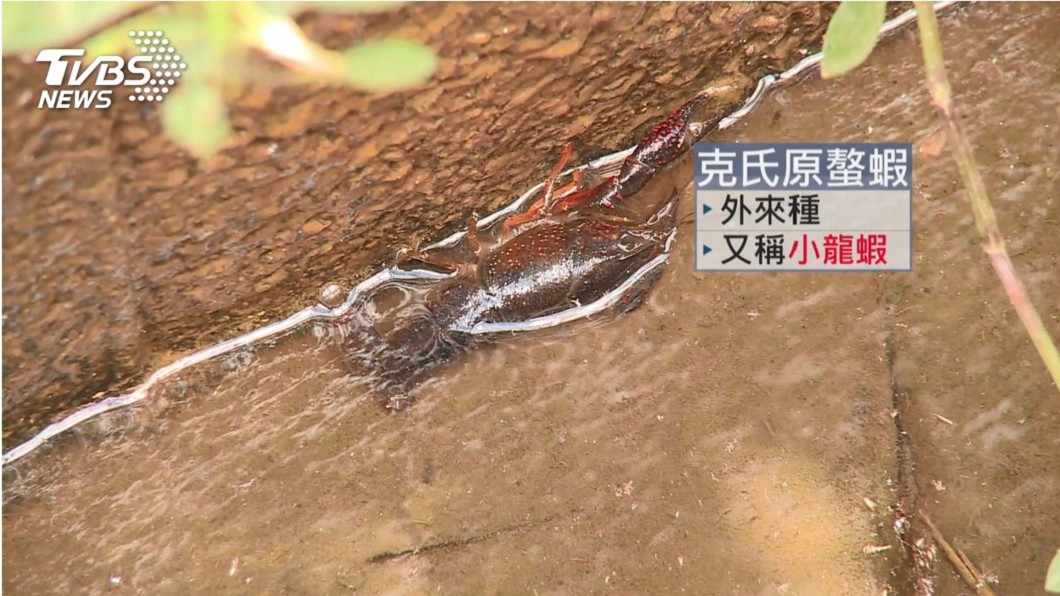 (圖/TVBS資料畫面)