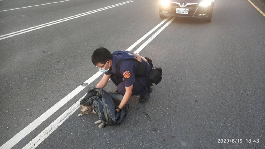 不會再痛了!流浪貓遭輾斃屍躺快車道 2暖警善心幫收屍