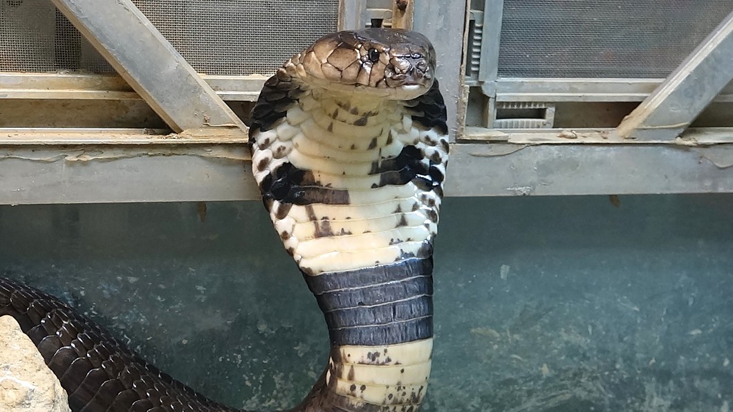 (圖/台北市動物園提供)