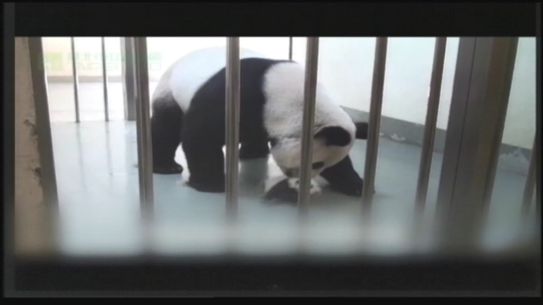 圖/翻攝自台北市立動物園