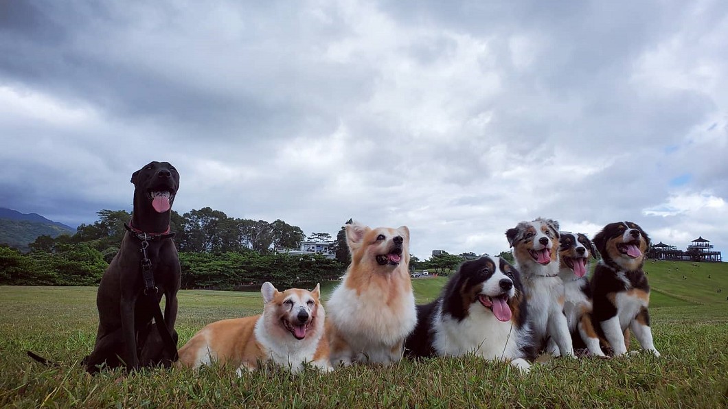 邵庭帶7隻愛犬出遊。(圖/翻攝自邵庭臉書)