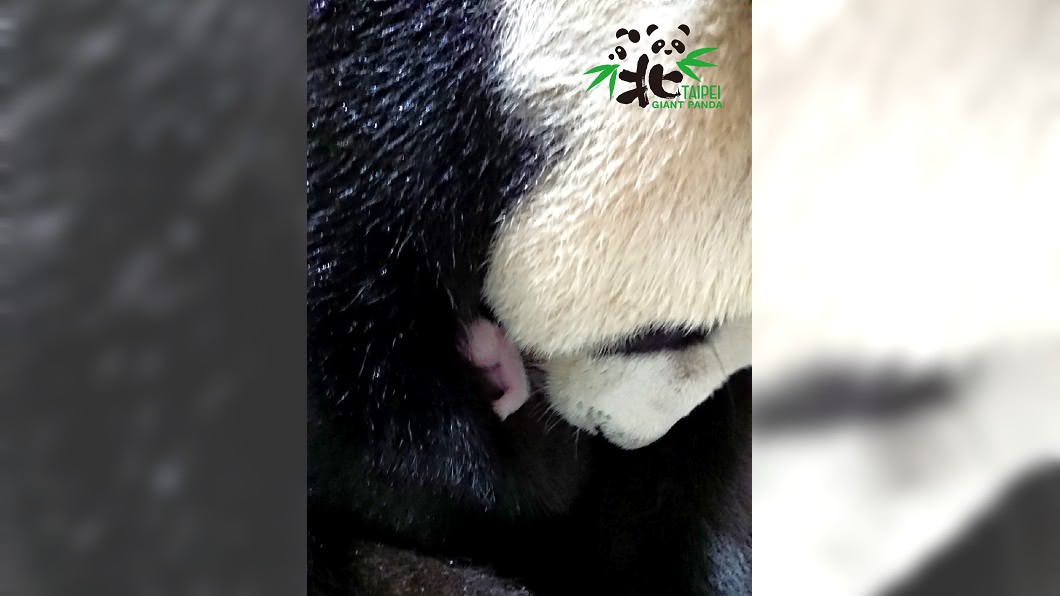 台北市動物園大貓熊「圓圓」昨天順利產女。(圖/翻攝自Taipei Zoo 臺北市立動物園臉書)
