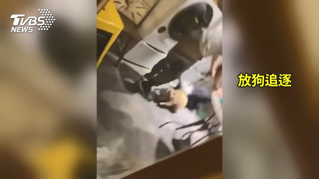 虐待?! 牧羊犬狂咬浣熊脖子 動保處將會勘