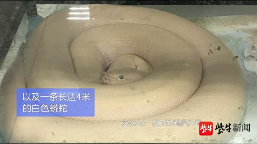 圖/翻攝自紫生新聞微博