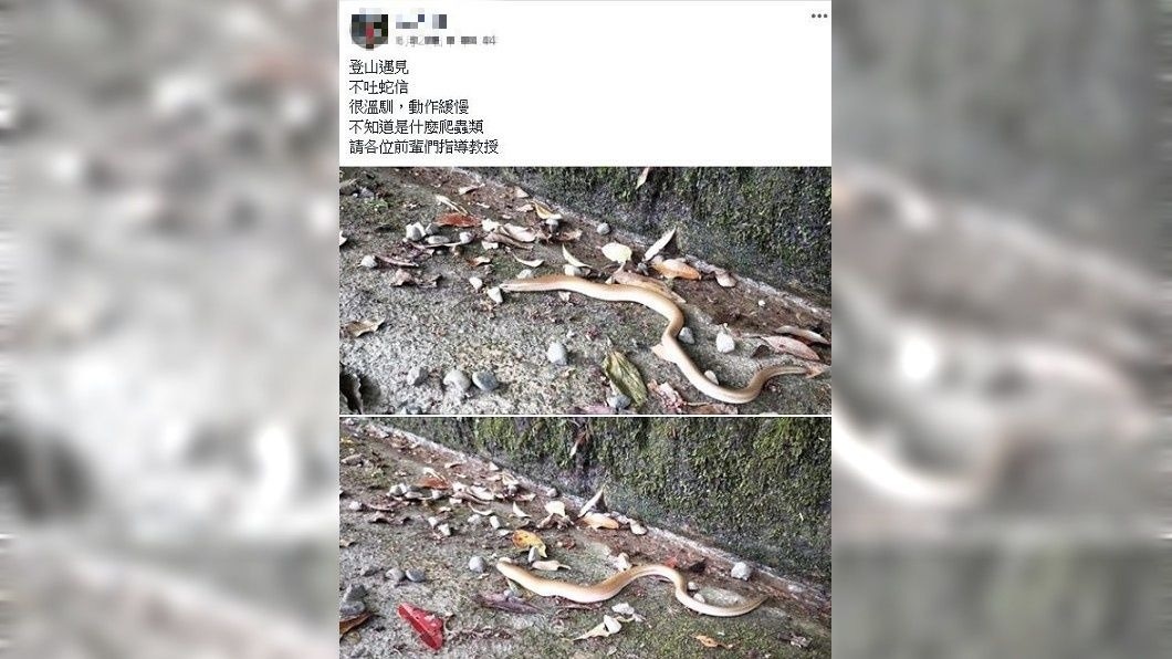 不少網友大呼遇到這隻哈特式蛇蜥超幸運。(圖/翻攝自臉書社團「野生蛇相」)
