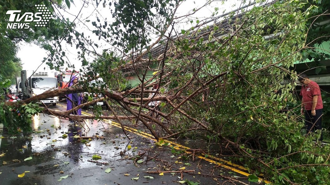 台中大雨路樹倒塌　女騎士遭壓傷命危送醫