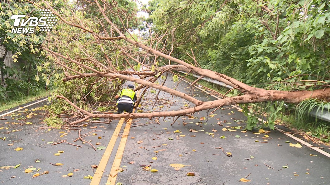 台中大雨路樹倒塌婦遭壓傷不治 市府助申請國賠