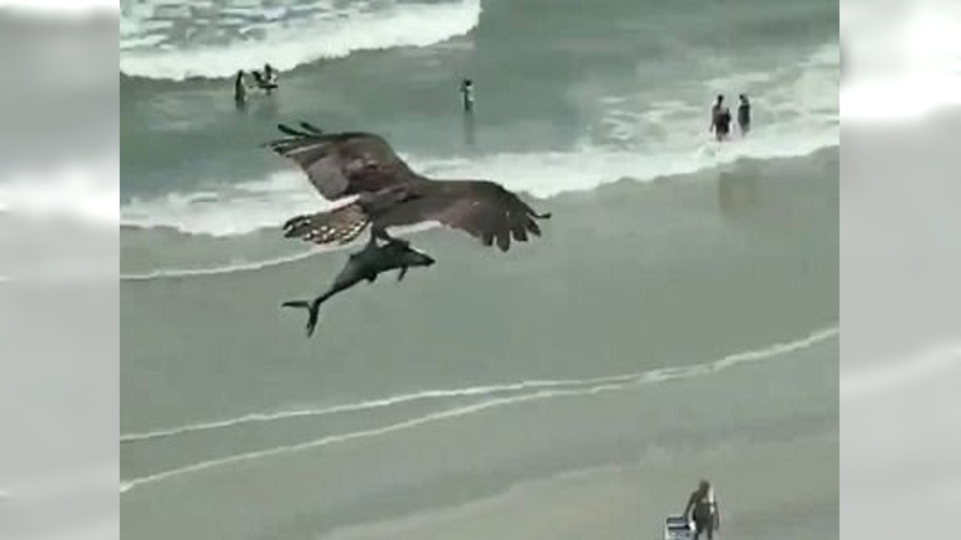 海灘目睹「恐怖巨鳥」獵物 女遊客嚇壞:是鯊魚嗎
