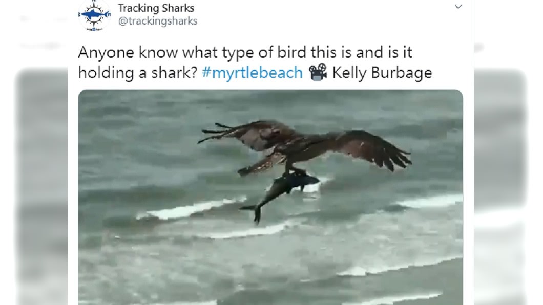 (圖/翻攝自推特「Tracking Sharks」)