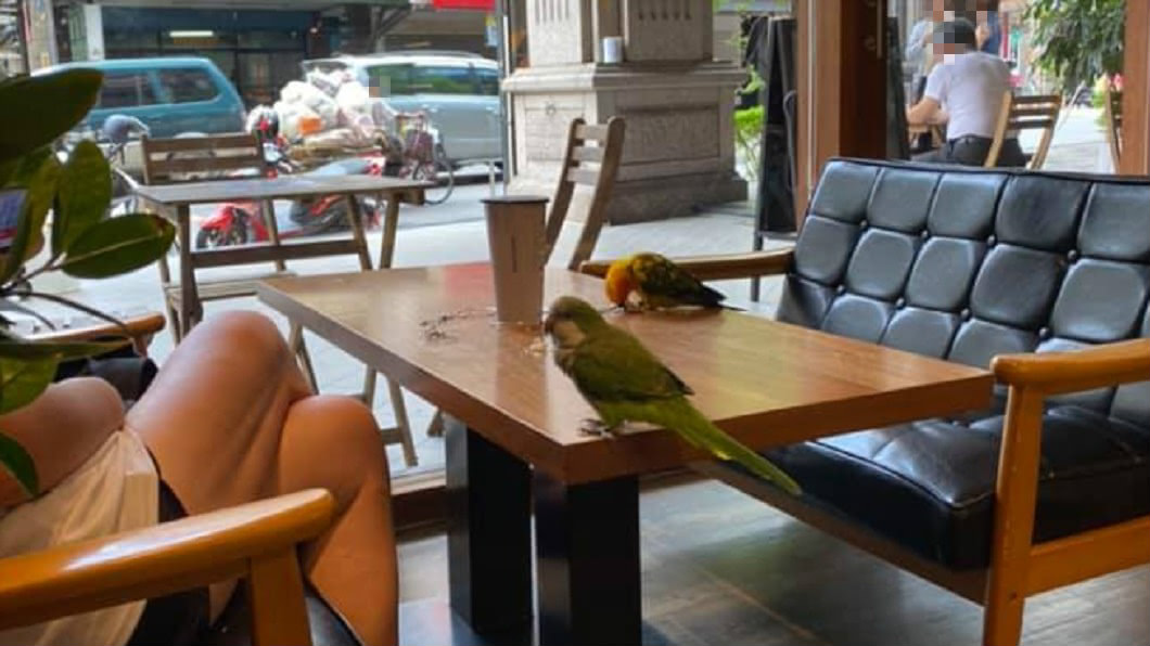帶2鳥喝咖啡！飼主「放任餐桌排泄」翹腳不管　網轟沒品