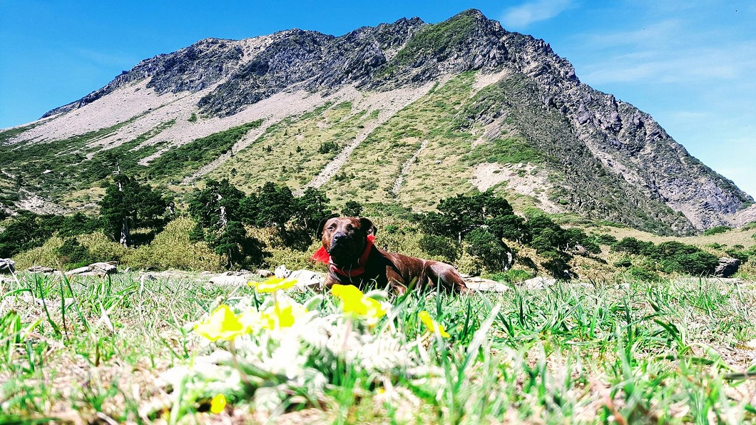 順利下山! 比特犬小花花結束5個月南湖圈谷流浪