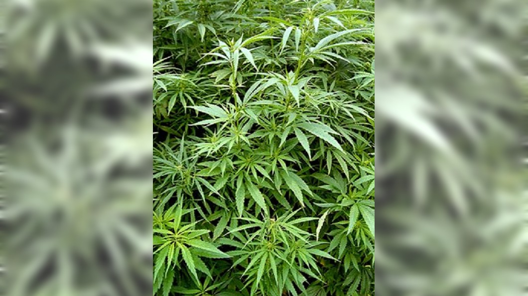 鄰居惡作劇 一家6口被騙吃「大麻咖哩」暈倒送醫