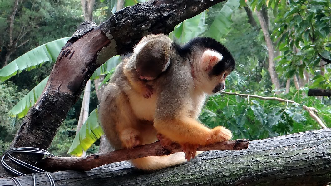台北市立動物園黑冠松鼠猴產下幼仔。(圖/台北市立動物園提供)