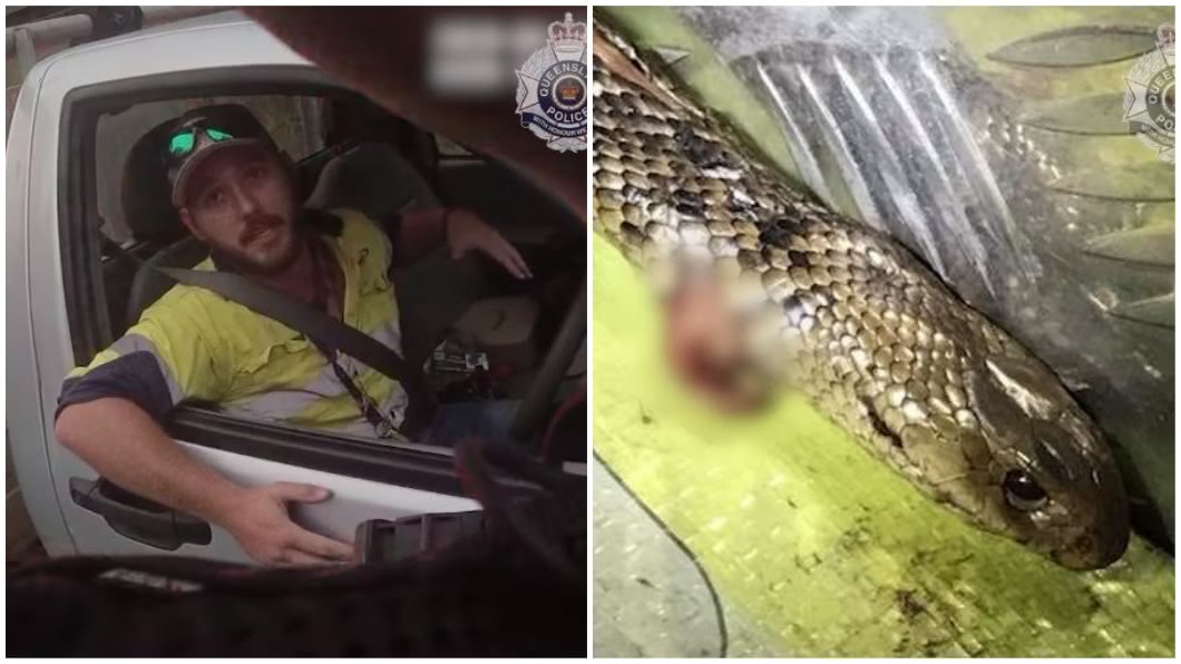 澳洲1名男子開車時以為遭到東部棕蛇咬傷,殺死牠後一路開車狂飆想要直奔醫院治療。(圖/翻攝自翻攝自「Queensland Police Service」臉書粉絲團)