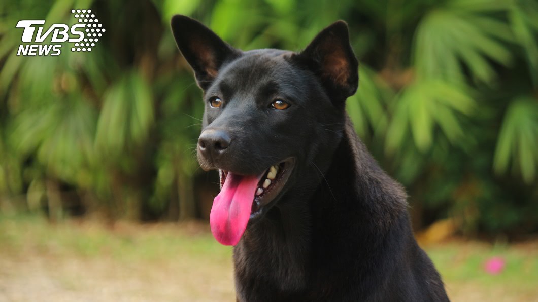 主人中風3天!汐止忠犬苦守「活活餓死」飄屍臭救命