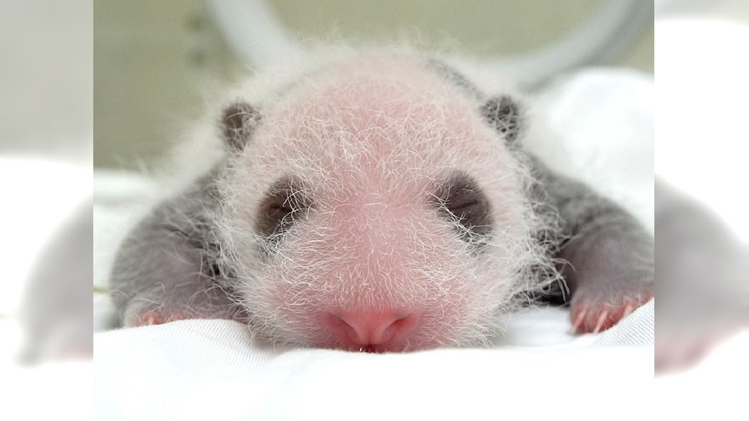 大貓熊寶寶「圓仔妹」。(圖/台北市動物園提供)