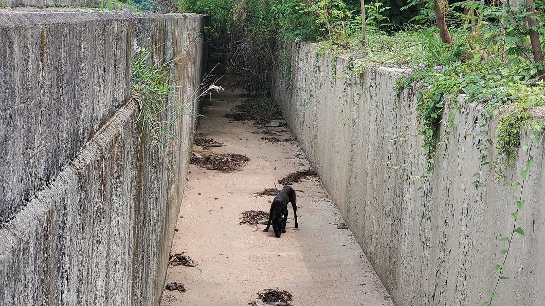 旗山浪犬受困大排瘦成皮包骨 動保團體搶救送醫