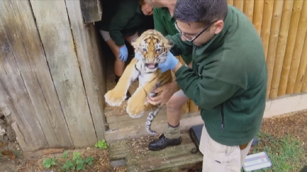 養不起貓熊!動物園欲提前歸還