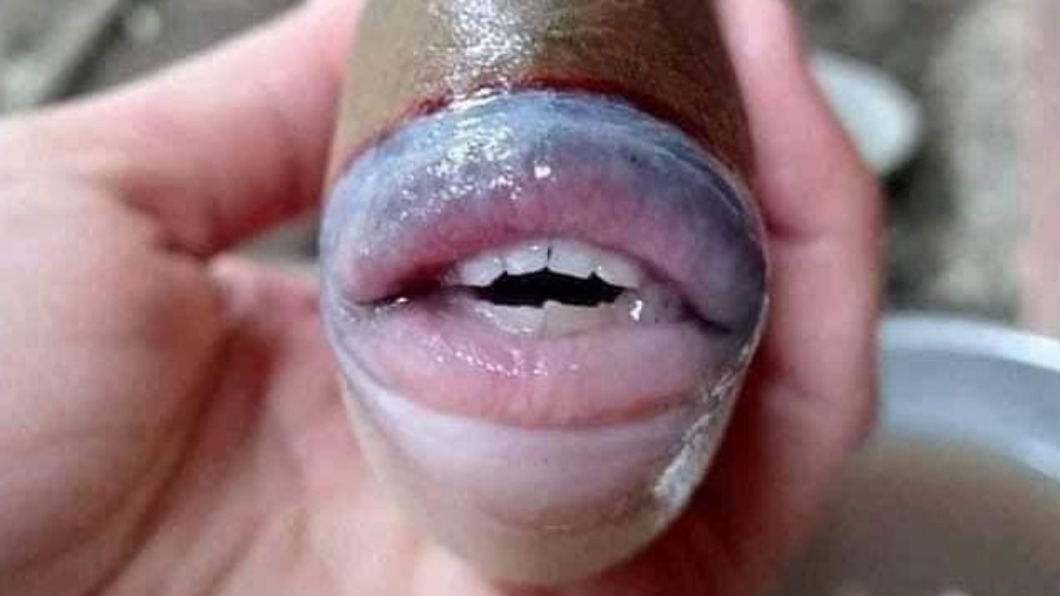 被咬到痛死!怪奇魚被捕獲 悚露人類嘴脣、牙齒