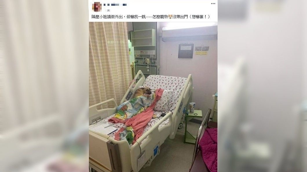 有網友分享在病房內,竟然有狗狗躺在病床上,當場讓他嚇傻。(圖/翻攝自爆怨公社)