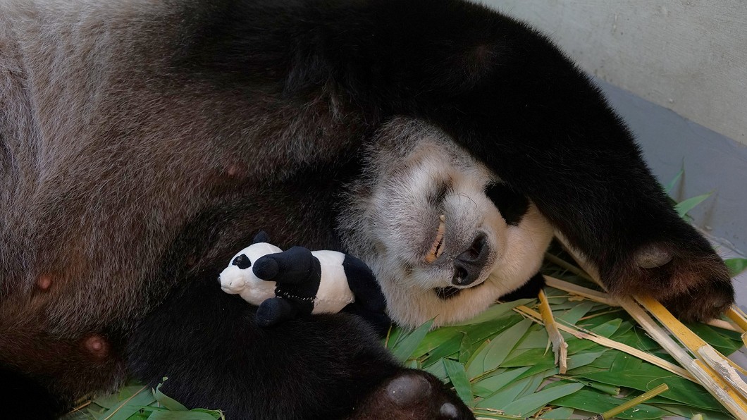 「圓圓」已經認定二寶「仿仔」是牠的寶寶。(圖/台北市立動物園提供)