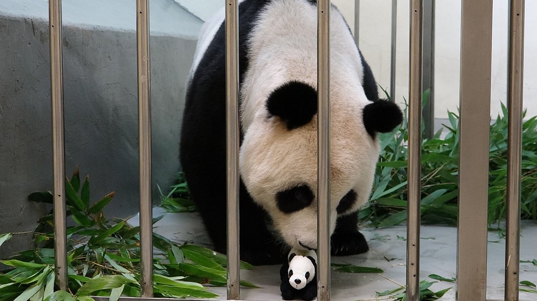 動物園逼真「仿仔」內藏藍牙喇叭 圓圓溫柔育幼