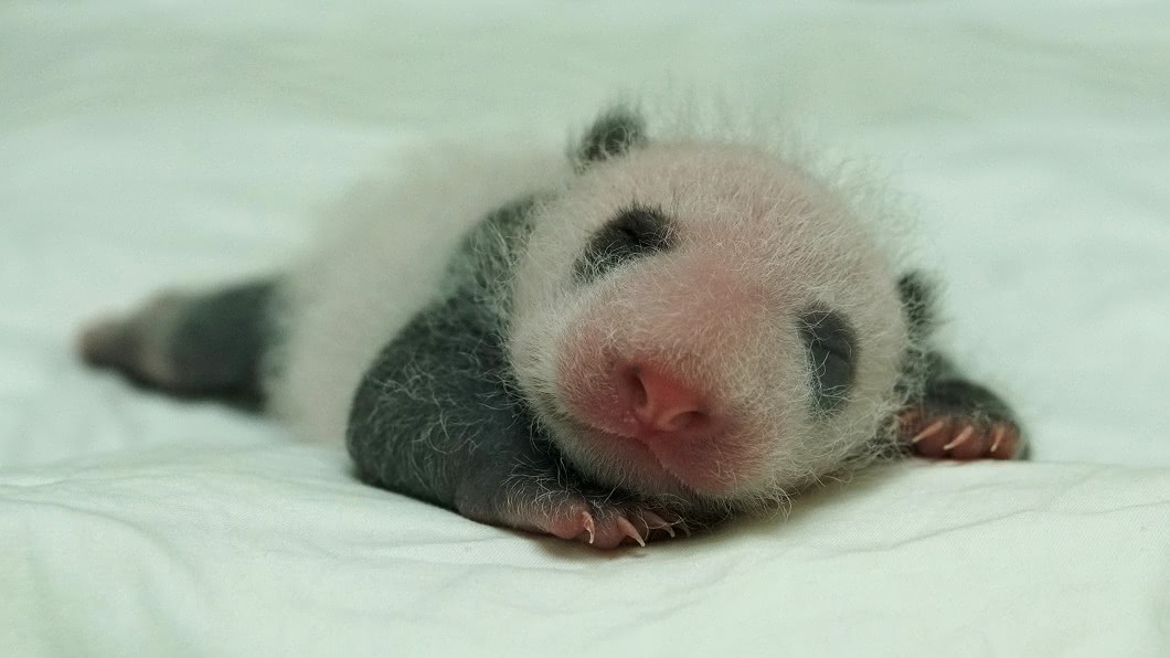 圓仔妹仍住保溫箱 頭好壯壯。(圖/台北市立動物園提供)