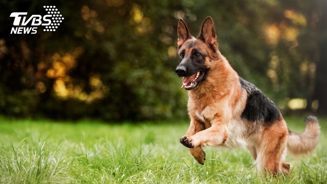 卡車駛來忠犬撲童 英勇搶救結局惹哭人