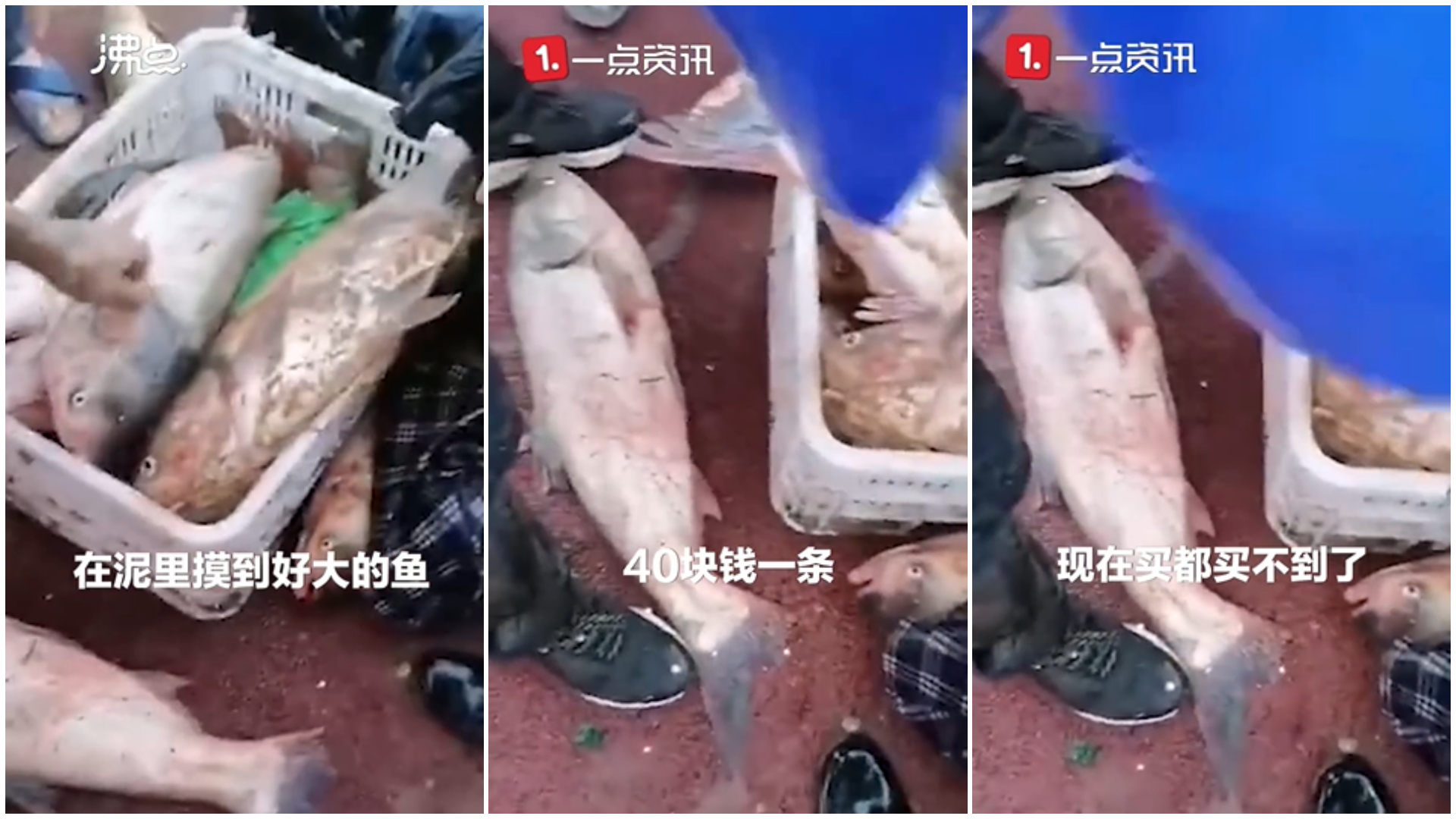 有民眾現場擺攤賣魚。(圖/翻攝自微博)