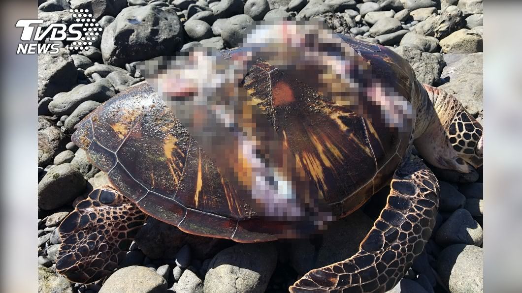 澎湖七美驚見死亡綠蠵龜 海洋保育再現問題