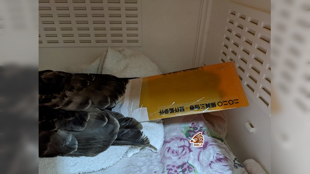 振興三倍券塑膠卡夾 化身「尾羽套」守護猛禽
