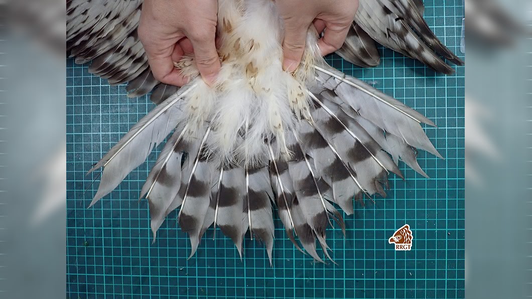 (圖/翻攝自Raptor Research Group of Taiwan臉書)
