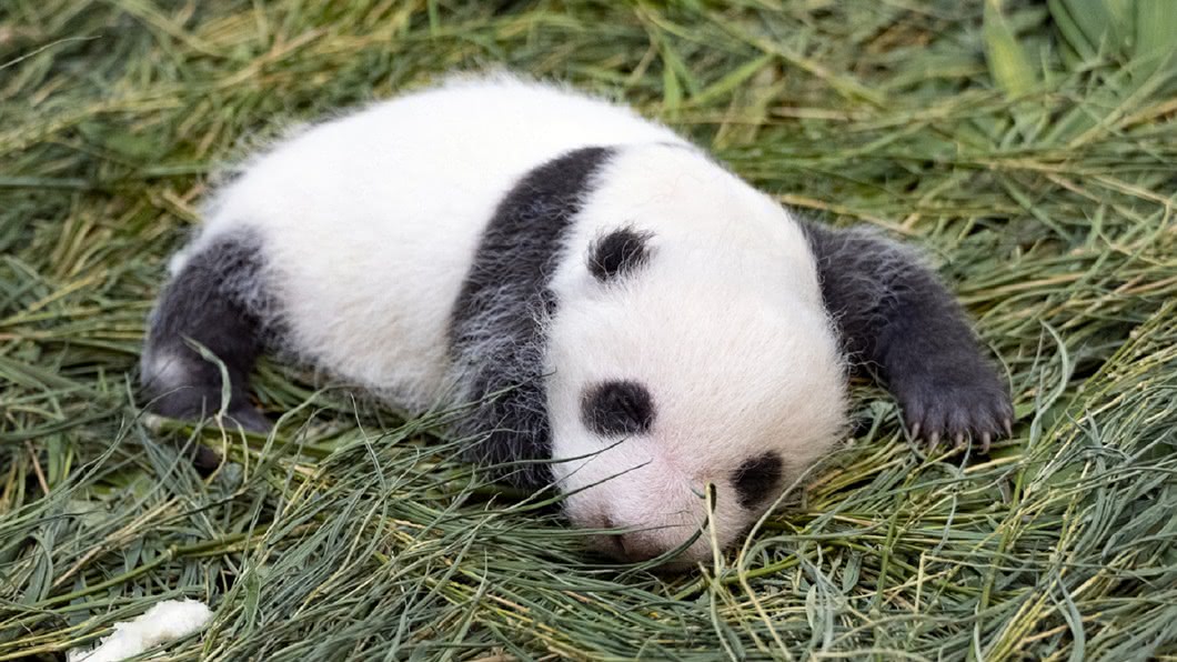 大貓熊寶寶「圓仔妹」滿月了! 動物園徵好名