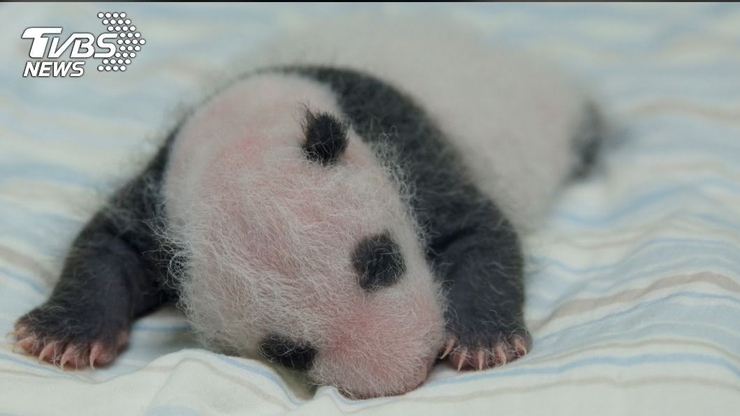 (圖/台北市立動物園提供)