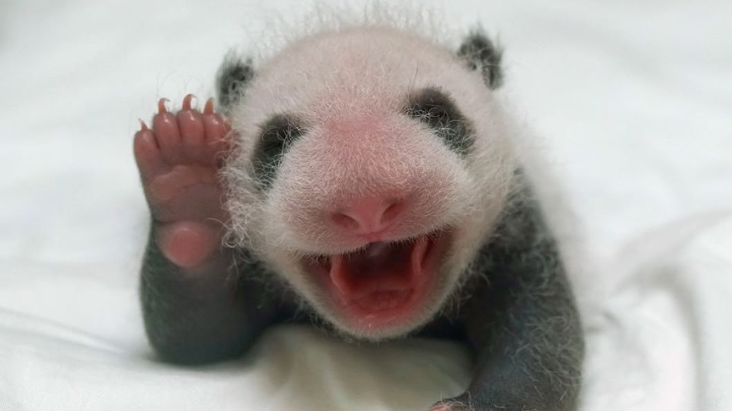 出發找熊貓!台北動物園「開放夜遊」把握7天