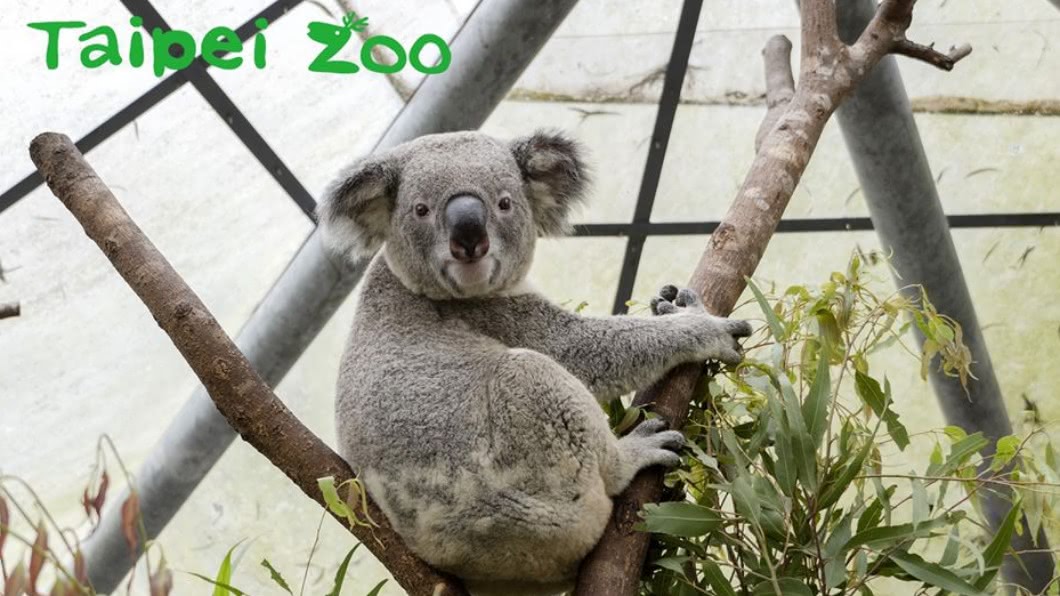 台北市立動物園夜間遊園將有不同主題的活動。(圖/台北市立動物園提供)