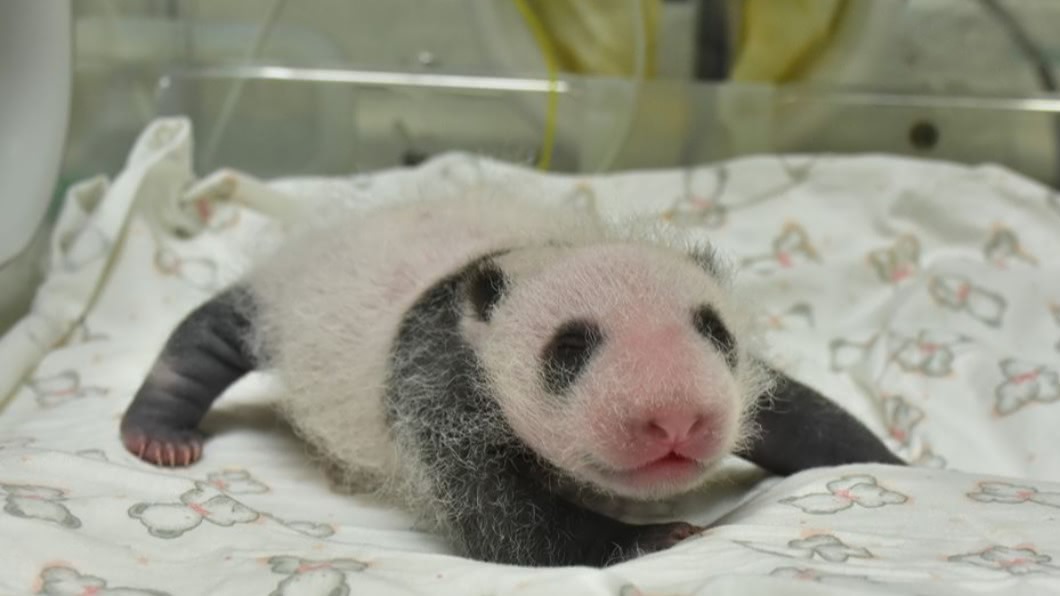 最近台北市立動物園大熊貓館迎來新成員「圓仔妹」。(圖/台北市立動物園提供)
