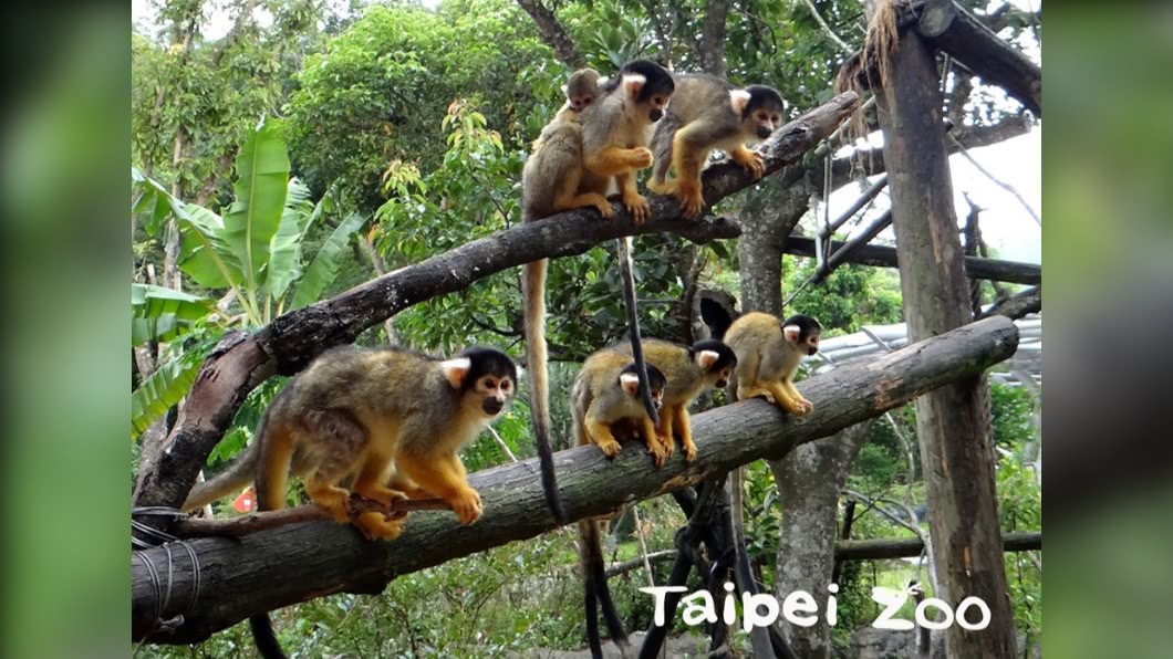 原先只開放白日參觀的台北市立動物園,將開放夜間遊園活動。(圖/台北市立動物園提供)