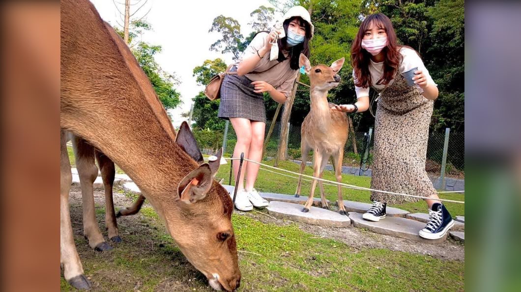 斑比山丘。(圖/翻攝自斑比山丘 Bambi Land粉絲團)