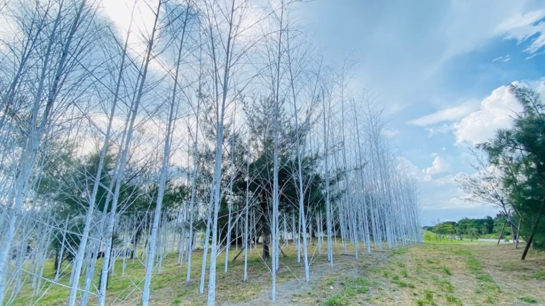 迷霧森林。(圖/翻攝自東北角管理處)