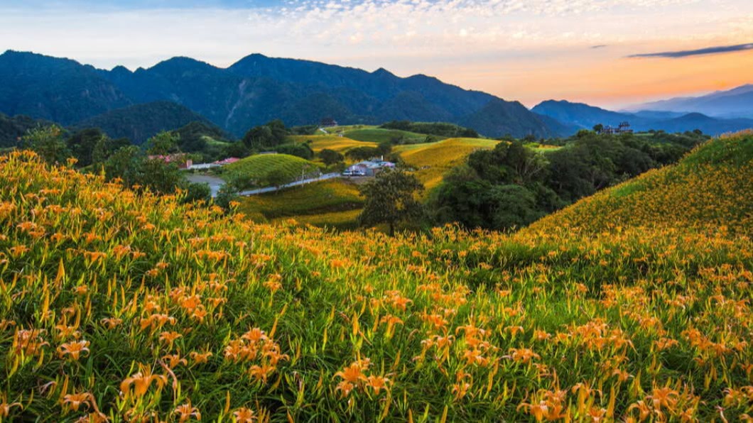 六十石山金針花季。(圖/翻攝自花東縱谷國家風景區官方網站)