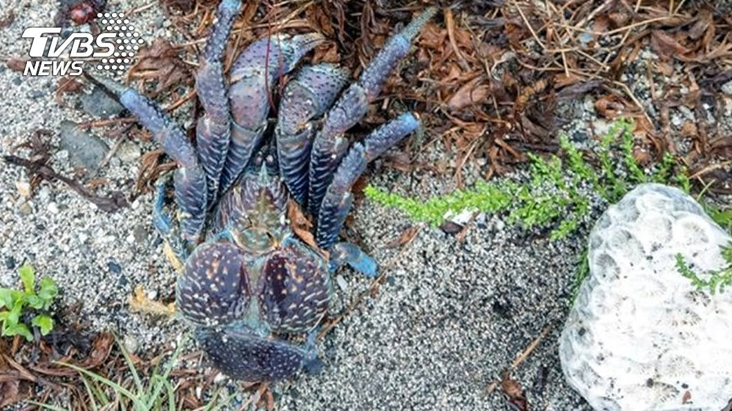 綠島椰子蟹被大石頭壓身慘死　居民齊喊：揪兇手嚴辦