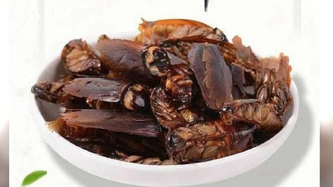 「蟑螂乾」養生滋補!用途廣可食用、做化妝品