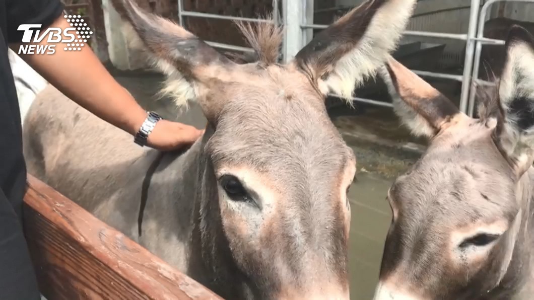 拿傘戳、用力打！小遊客欺負動物　農場急休園