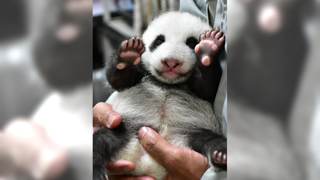 (圖/台北市立動物園提供)
