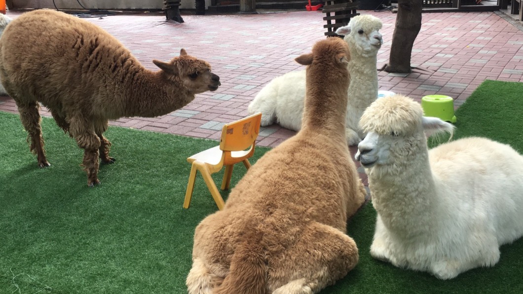 農場中的明星動物是來自南美洲的嬌客羊駝。(圖/翻攝自今夜星辰休閒農場FB)