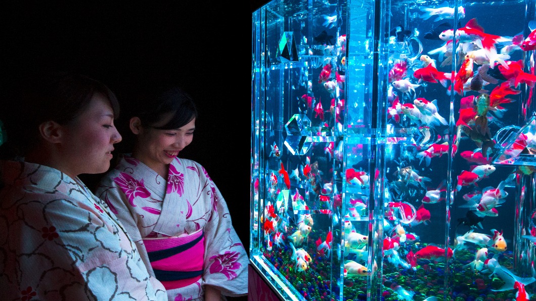 日本停辦活動經損3兆 祭典金魚滯銷百萬條